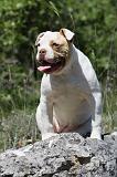 BOULEDOGUE AMERICAIN 039